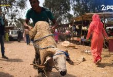 صورة السلطات تمنع شاحنات محملة بالمواشي من ولوج سوق أولاد امبارك الأسبوعي ضواحي بني ملال