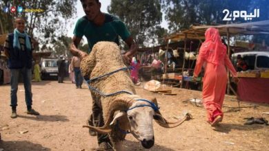 صورة السلطات تمنع شاحنات محملة بالمواشي من ولوج سوق أولاد امبارك الأسبوعي ضواحي بني ملال