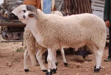 صورة أبرزها “خطف الخروف”.. أغرب 6 عادات للاحتفال بعيد الأضحى حول العالم