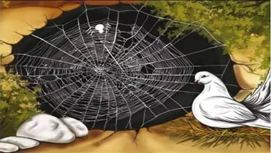 صورة منها “الحمامة والعنكبوت”.. 4 مشاهد تاريخية عن الهجرة باطلة يكشفها باحث