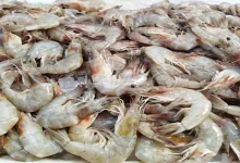 صورة أسعار الأسماك والمأكولات البحرية في سوق العبور اليوم 30-6-2025