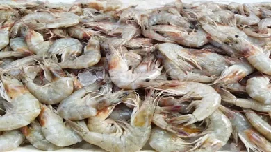 صورة أسعار الأسماك والمأكولات البحرية في سوق العبور اليوم 30-6-2025