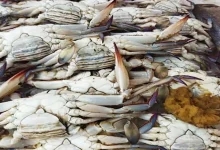 صورة أسعار الأسماك والمأكولات البحرية في سوق العبور اليوم 22-6-2025