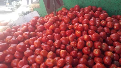 صورة انخفاض أسعار الطماطم في الأسواق مع بدء إنتاج العروة الصيفية