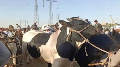 صورة حكم الجمع بين الأضحية والعقيقة في ذبيحة واحدة؟.. عالم أزهري يوضح