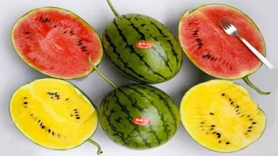 صورة هذا ما يحدث للقولون والكلي عند تناول البطيخ.. مفاجأة صادمة