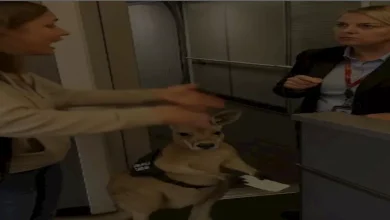 صورة حقيقة فيديو لكنغر مسافر على طائرة.. يحمل تذكرة وينتظر بأدب