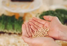 صورة ما أسهل طريقة لحساب زكاة الزروع والثمار؟.. الإفتاء توضح