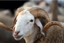 صورة “عشان ميضحكش عليك.. 4 علامات تدل أن أضحية العيد مصاب بأمراض خطيرة
