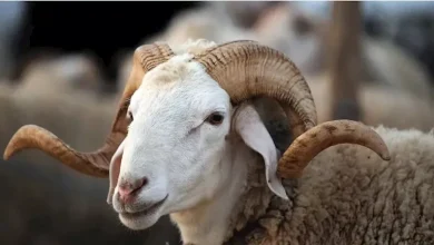 صورة “عشان ميضحكش عليك.. 4 علامات تدل أن أضحية العيد مصاب بأمراض خطيرة