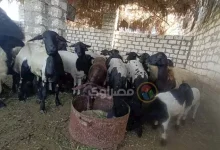 صورة الإفتاء توضح حكم اشتراك غير المسلم في الأضحية الكبيرة.. هل يجوز شرعًا؟