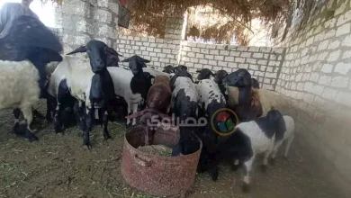 صورة الإفتاء توضح حكم اشتراك غير المسلم في الأضحية الكبيرة.. هل يجوز شرعًا؟