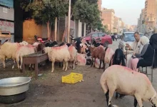 صورة ما هي علامات قبول الأضحية؟.. أمين الفتوى يوضح