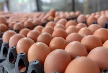 صورة أسعار البيض بالأسواق اليوم الثلاثاء 10-6-2025 (موقع رسمي)