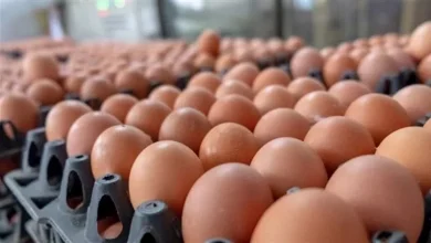 صورة أسعار البيض بالأسواق اليوم الثلاثاء 10-6-2025 (موقع رسمي)