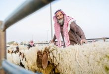 صورة «الأضاحي» تدخل السوق الرقمية  أخبار السعودية