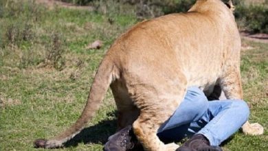صورة ناميبيا.. أسد ينقض على رجل أعمال ويلتهمه أمام أصدقائه  أخبار السعودية