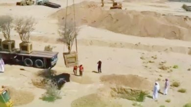 صورة نقل 5 أشجار معمرة من مشروع تجاري إلى أراضٍ نباتية  أخبار السعودية