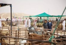 صورة التطبيق الخميس.. «البيئة» تُعلن ضوابط بيع المواشي الحية بالوزن  أخبار السعودية