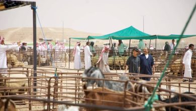 صورة التطبيق الخميس.. «البيئة» تُعلن ضوابط بيع المواشي الحية بالوزن  أخبار السعودية
