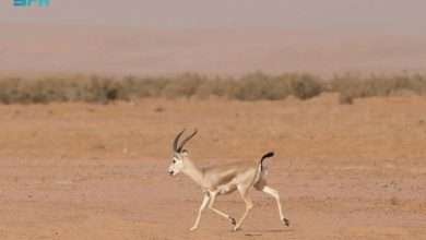 صورة «ظبي الجفول».. النافر الأنيق لعدسة الشعراء في الغزل والرثاء!  أخبار السعودية