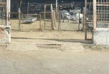 صورة سوق المواشي بلا موازين.. والباعة لم يخضعوا للتدريب  أخبار السعودية