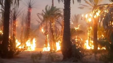 صورة حريق بواحة « أفرا » يأتي على أكثر من 3 هكتارات من أشجار النخيل في إقليم طاطا