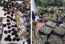 صورة | الأمن العام: القبض على 32 مروجاً وتاجراً للمخدرات بحملات أمنية في الأردن.. صور