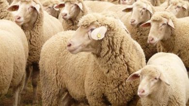 صورة | توضيح من وزارة الزراعة بشأن أسعار الأضاحي في الأردن