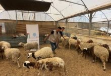 صورة | الأردن ينفذ مشروعا للأضاحي في غزة ويوزع اللحوم على الأسر المنكوبة