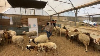 صورة | الأردن ينفذ مشروعا للأضاحي في غزة ويوزع اللحوم على الأسر المنكوبة