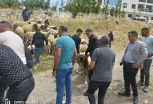 صورة سلطات طنجة تحجز أكباش العيد وتهدم زريبة بحي « السانية » (صور)