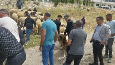 صورة سلطات طنجة تحجز أكباش العيد وتهدم زريبة بحي « السانية » (صور)