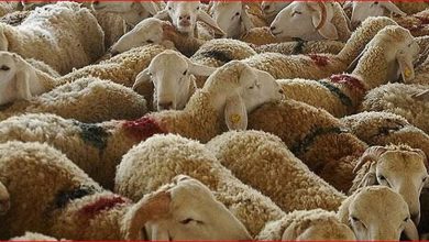 صورة خالد النمر: 6 مخاطر لذبح الأضحية خارج الأماكن المخصصة