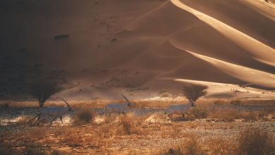 صورة تسجيل محمية عروق بني معارض في القائمة الخضراء للاتحاد الدولي لحماية الطبيعة