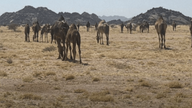 صورة ضبط مخالفة رعي في مرعى الصهوة بالمدينة المنورة
