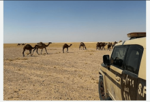 صورة ضبط مواطن مخالف لنظام البيئة لارتكابه مخالفة رعي في محمية الملك عبدالعزيز الملكية