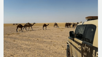 صورة ضبط مواطن مخالف لنظام البيئة لارتكابه مخالفة رعي في محمية الملك عبدالعزيز الملكية