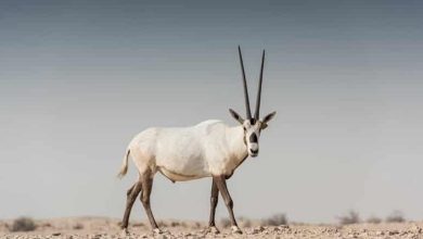 صورة الظبي الجفول.. رمز الصحراء وملهم الشعراء