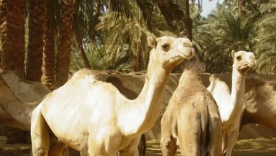 صورة «الإرشاد الزراعي» تنبه مربي الإبل من أعراض تستدعي استشارة الطبيب البيطري
