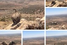 صورة وكالة المياه والغابات تنقذ نسرا بريا من الموت وتعيد إطلاقه في المناطق الطبيعية بجرادة