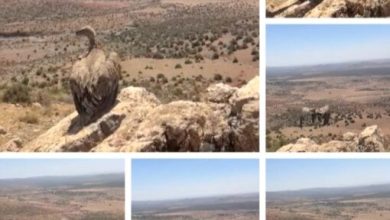 صورة وكالة المياه والغابات تنقذ نسرا بريا من الموت وتعيد إطلاقه في المناطق الطبيعية بجرادة