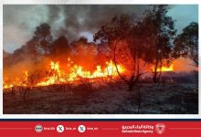 صورة حرائق غابات تهدد المناطق السكنية والصناعية في إزمير التركية