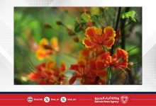 صورة حار نهارًا ورطب أحيانًا مع رياح خفيفة