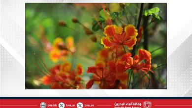 صورة حار نهارًا ورطب أحيانًا مع رياح خفيفة