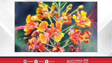صورة طقس حار مع تصاعد للأتربة في بعض المناطق