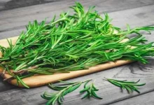 صورة ما فوائد وأضرار الإفراط في الروزماري؟