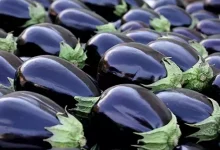 صورة 5 أسباب تجعل الباذنجان الأسود كنزًا صحيًا على مائدتك