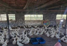 صورة انخفاض أسعار الدواجن بالأسواق اليوم 7-7-2025