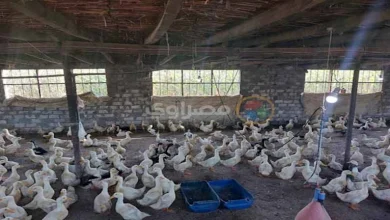 صورة انخفاض أسعار الدواجن بالأسواق اليوم 7-7-2025
